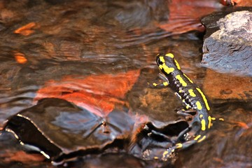 Im Bach sitzender Feuersalamander (Salamandra salamandra)