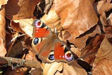 Tagpfauenauge (Aglais io) im Frühling