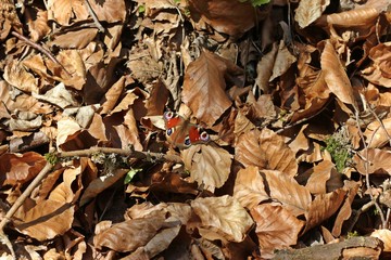 Tagpfauenauge (Aglais io) im Frühling