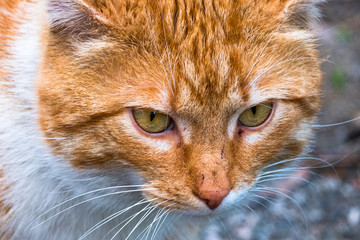 clever red color cat portrait