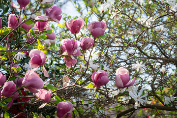Spring trees in paris