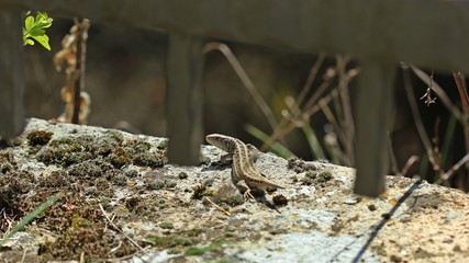 Naklejka na ściany i meble Weibliche Zauneidechse (Lacerta agilis) mit nachwachsendem Schwanz