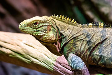 Water Monitor Lizard