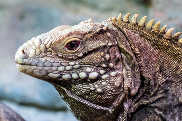 Water Monitor Lizard