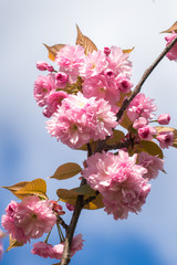 Cherry blossom in spring