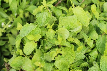 Pepper mint leaves for cooking at market