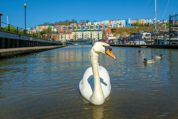 swans In bristol © Damian