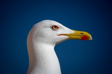 portrait of seagull
