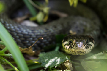 Snake closeup