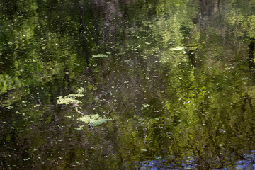 Lake surface with duckweed