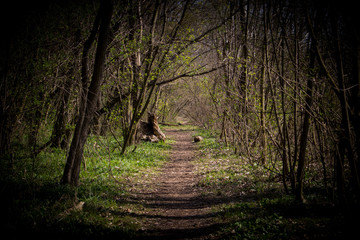 Long path in a forest