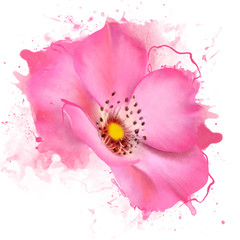 Rose hip flower with paint splashes on white background close up © pacrovka