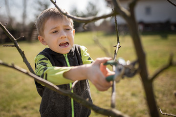 Six-year-old boy in the garden cuts  branches of the tree during sunny spring day.