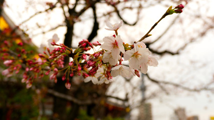 cherry blossoms in spring