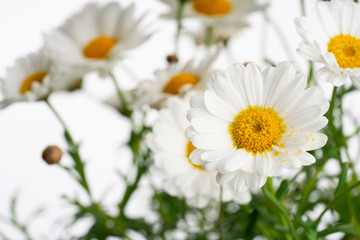 daisies isolated on white background