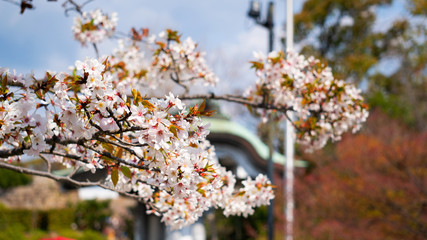 cherry blossoms in spring