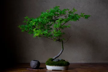Afwasbaar fotobehang 雑木盆栽ヤマモミジ[新緑] © Shin-ichi 伊奈
