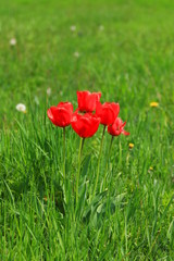 Red tulips on green meadow