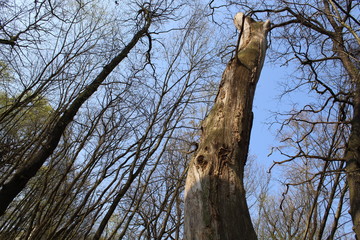alter Baum in mitten des Waldes