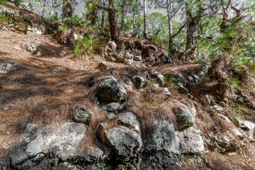 Fototapeta na wymiar Rocky slope in a pine forest