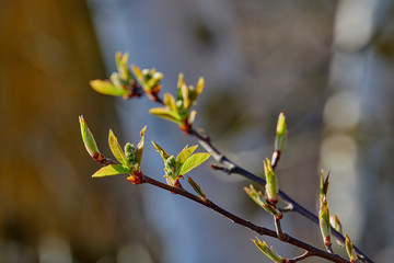 The bud in spring