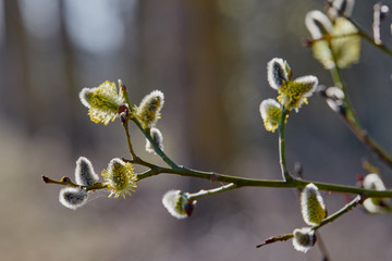 Willows in the spring