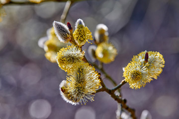 Willows in the spring