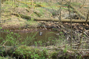 Enten in der Prießnitz