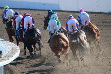 Thoroughbred Horse Racing Details