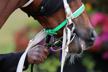 Thoroughbred Horse Racing Details