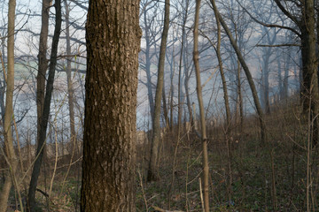 wildfire, smog in forest