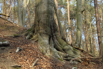 Brettwurzeln eines Baumes