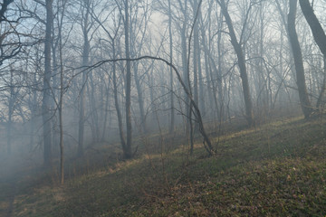 Obraz premium wildfire, smog in forest