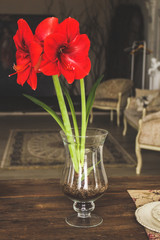 Amaryllis red on the table in a vase
