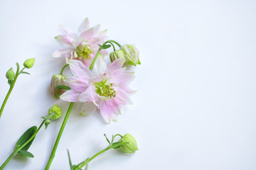 Fototapeta na wymiar wild flowers on a white background, irises and lilacs