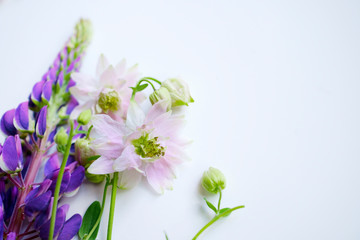 wild flowers on a white background, irises and lilacs