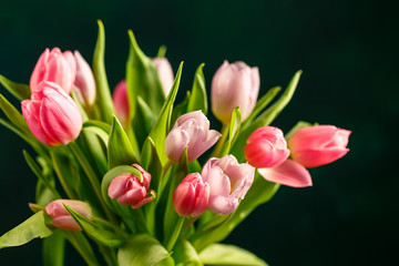 Bouquet of pink tulips