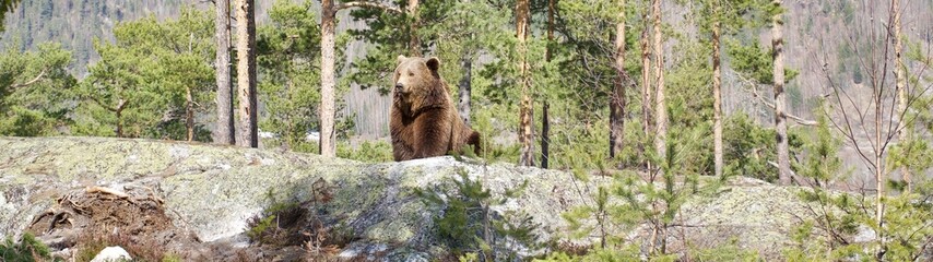 Obraz na płótnie Canvas Brown bear in the forest in Norway