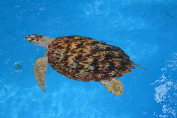 Sea Turtle