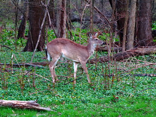 Local Deer - Wild deer near backyards in suburban New Jersey.