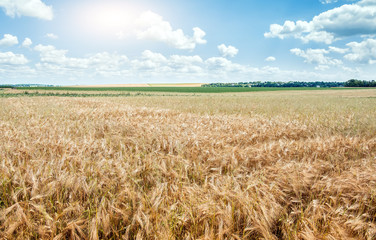 Full of Ripe Grains, Golden Ears of Wheat or Rye on a Field. Rich Harvest Concept. Majestic Rural Landscape. Creative Picture of Nature. Label art design. Copy space