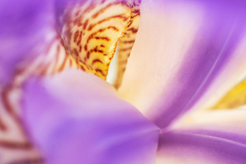 flower of purple iris, closeup, beautiful background