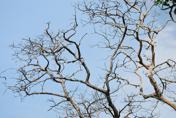 branches of a tree 