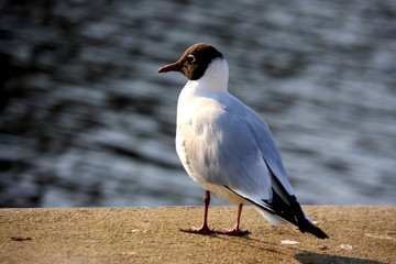 Black-headed gull, Lachmöwe, mewa śmieszka, Larus ridibundus