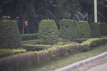 Naklejka premium Trimmed side tree of street