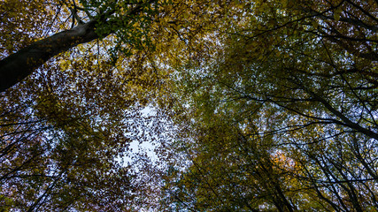 tree tops in autumn
