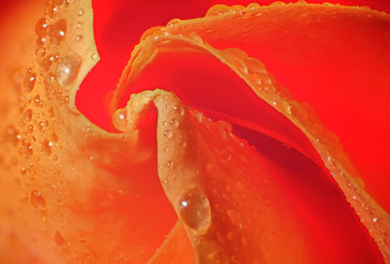 Detalles de flor de rosa en color con gotas de rocio