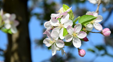 Apfelbaum - Apfelblüten - Apfelbaumblüten vor blauen Himmel