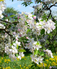 Apfelbaum Blüte