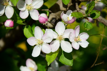 Obraz na płótnie Canvas Apfelbaum - Blüten im Frühling